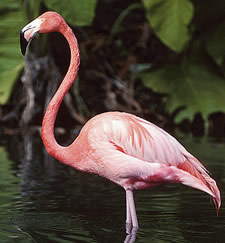 Birds have a S shaped curve in their cervical spine permitting even greater range of motion than our C shaped curve. Flamingo image.