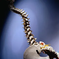 Some patients who begin chiropractic care in Phase One discover a restoration of their spinal curves and improved range of motion. Spinal curve